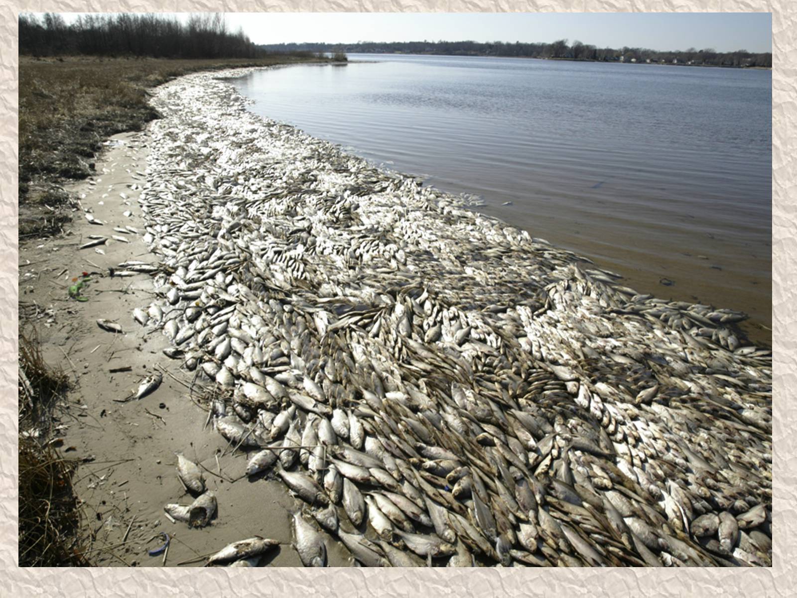 В воде гибнут. Экологическая катастрофа на Рейне 1986. Загрязнение воды. Мор рыбы.