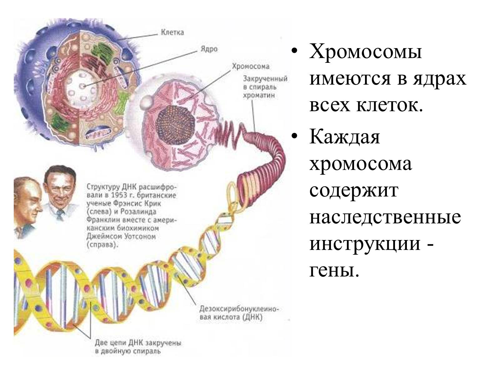 Какие структуры в ядрах содержат днк. Строение генетического аппарата клетки. Ядро клетки человека ДНК гены хромосомы. Структура клетки содержащая ДНК. Строение ядра клетки хромосомы.