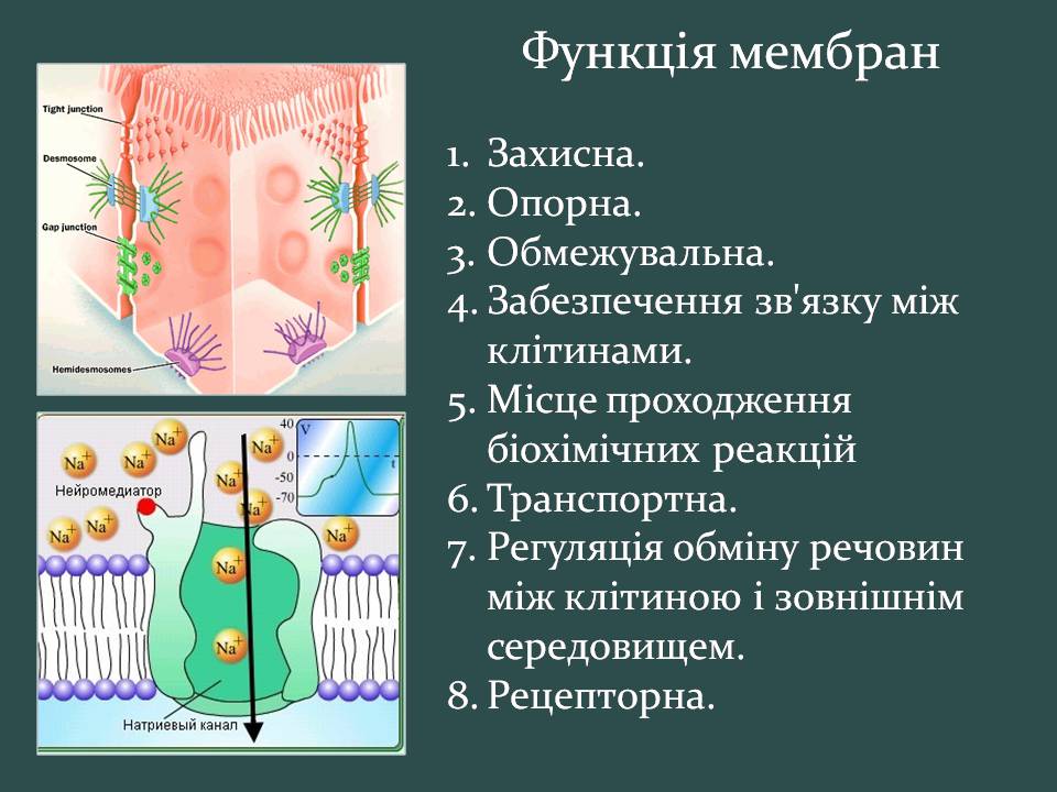 Презентація на тему «Пересування поживних речовин через мембрану» - Слайд #2