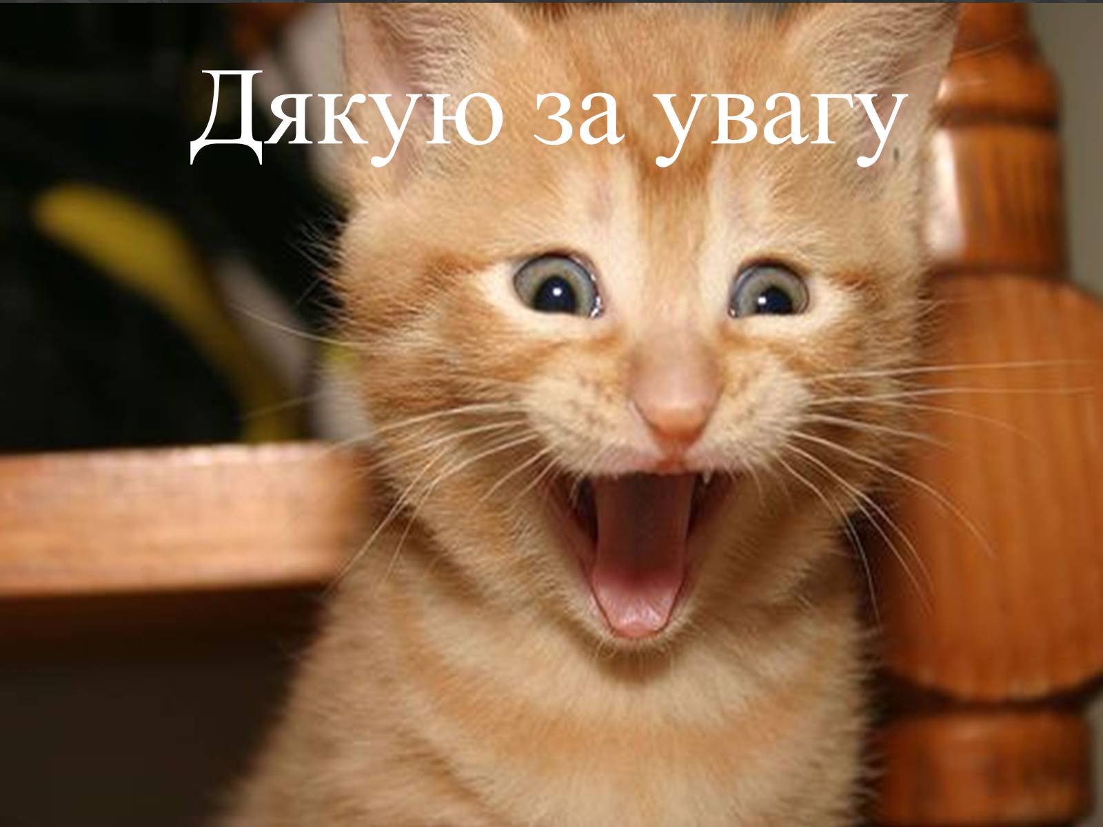 Еду я на веселе. Кот смеется. Рыжий котенок смеется. Смешные котята. Котик улыбается.