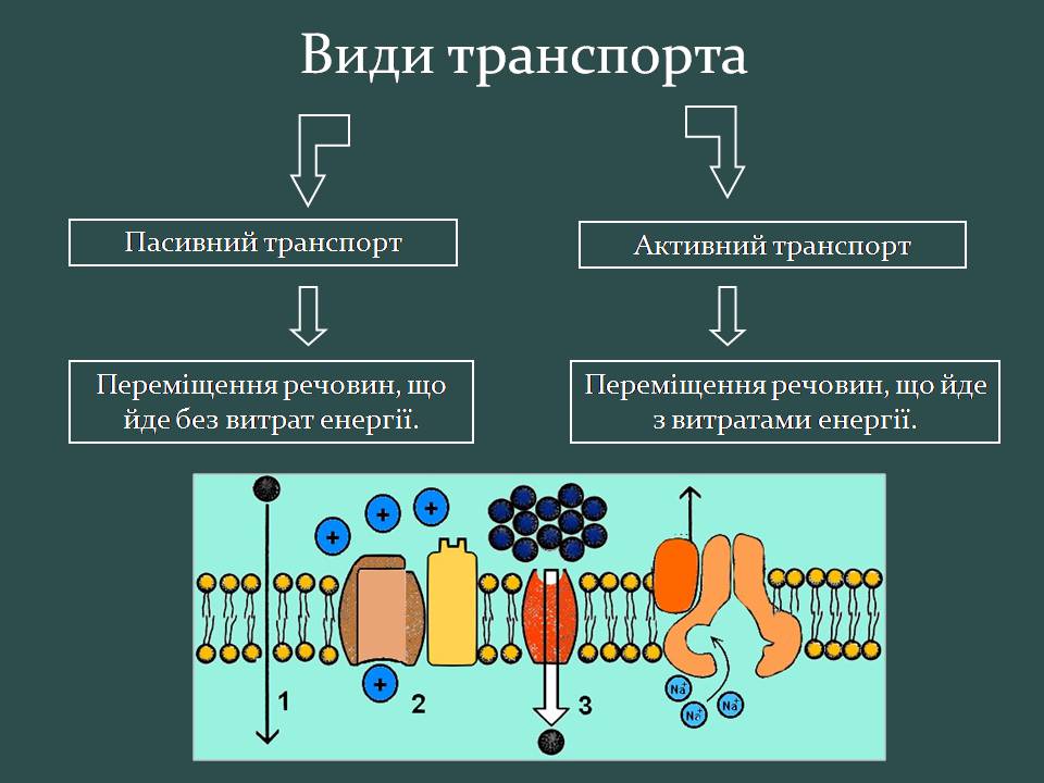 Презентація на тему «Пересування поживних речовин через мембрану» - Слайд #5