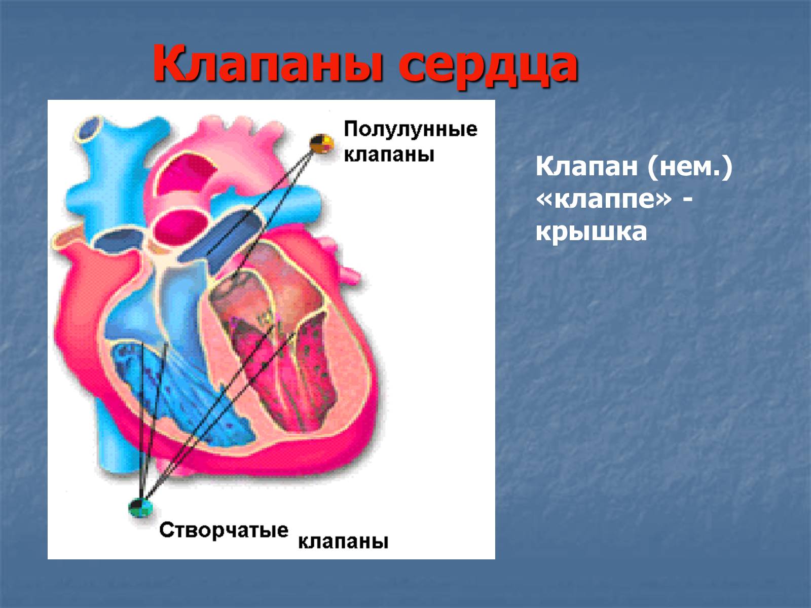 Какую функцию выполняет полулунный клапан. Створчатый и полулунный клапан. Полулунный клапан сердца. Клапаны сердца атриовентрикулярные клапаны. Сердце человека полулунные клапаны.