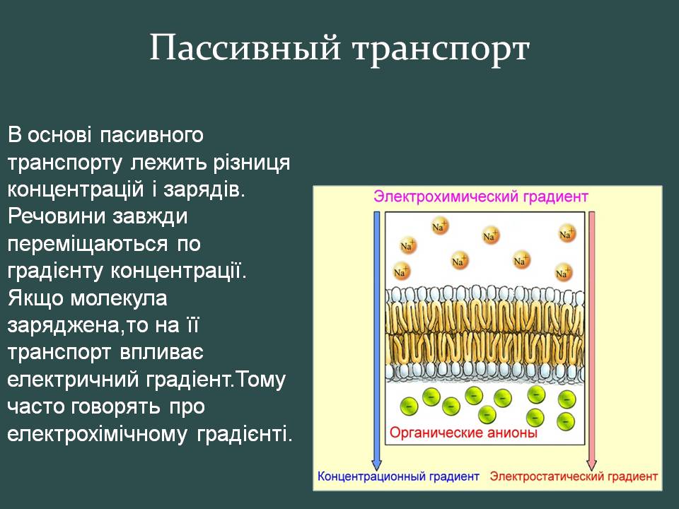 Презентація на тему «Пересування поживних речовин через мембрану» - Слайд #6