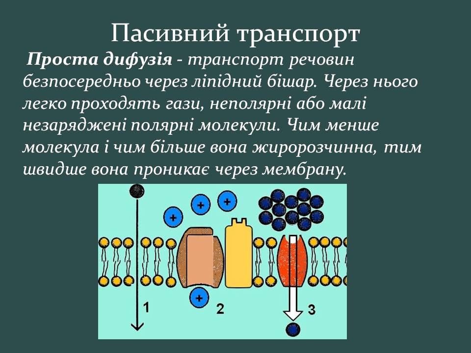 Презентація на тему «Пересування поживних речовин через мембрану» - Слайд #8