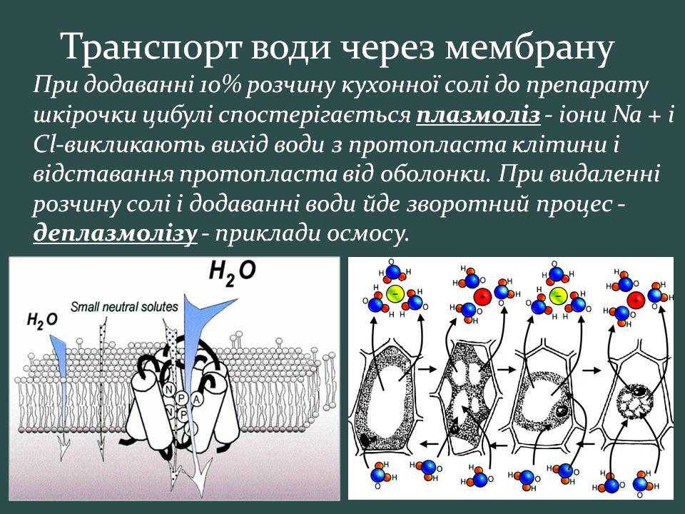 Презентація на тему «Пересування поживних речовин через мембрану» - Слайд #10