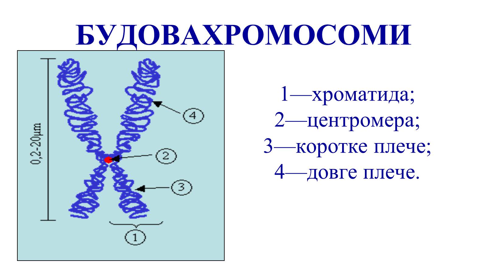 Презентація на тему «Хромосоми» (варіант 1) - Слайд #7