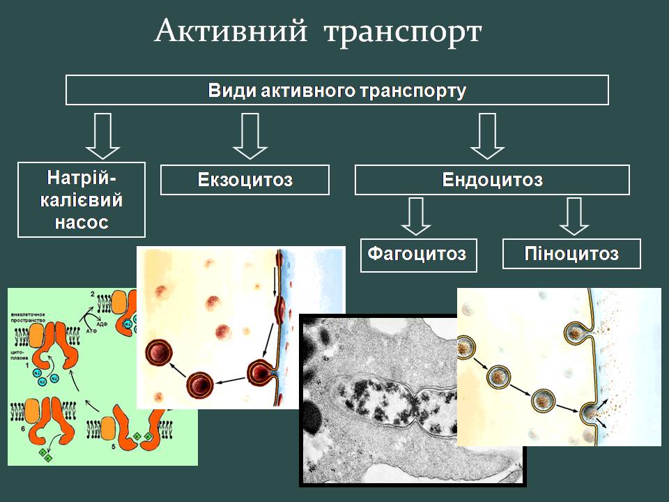 Презентація на тему «Пересування поживних речовин через мембрану» - Слайд #13