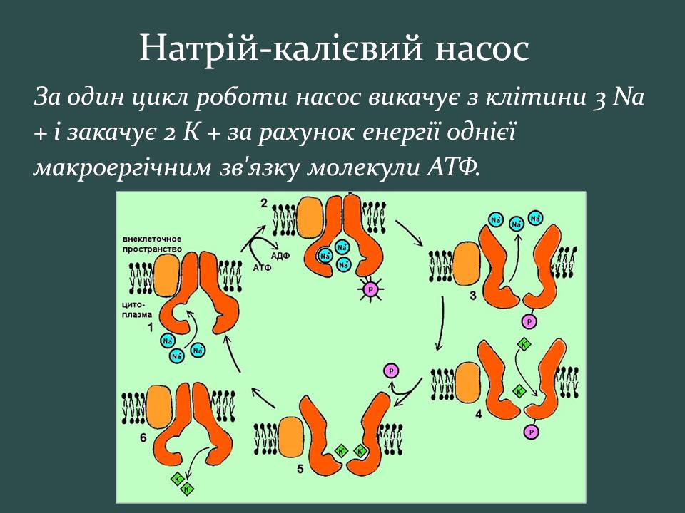 Презентація на тему «Пересування поживних речовин через мембрану» - Слайд #16