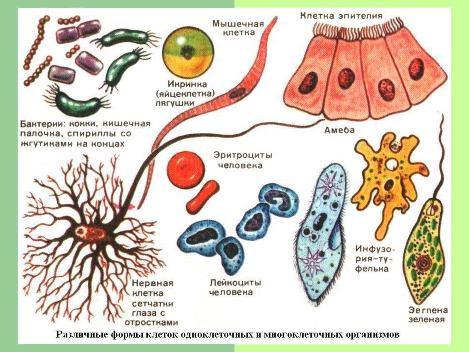 Формы клеток одноклеточных и многоклеточных организмов