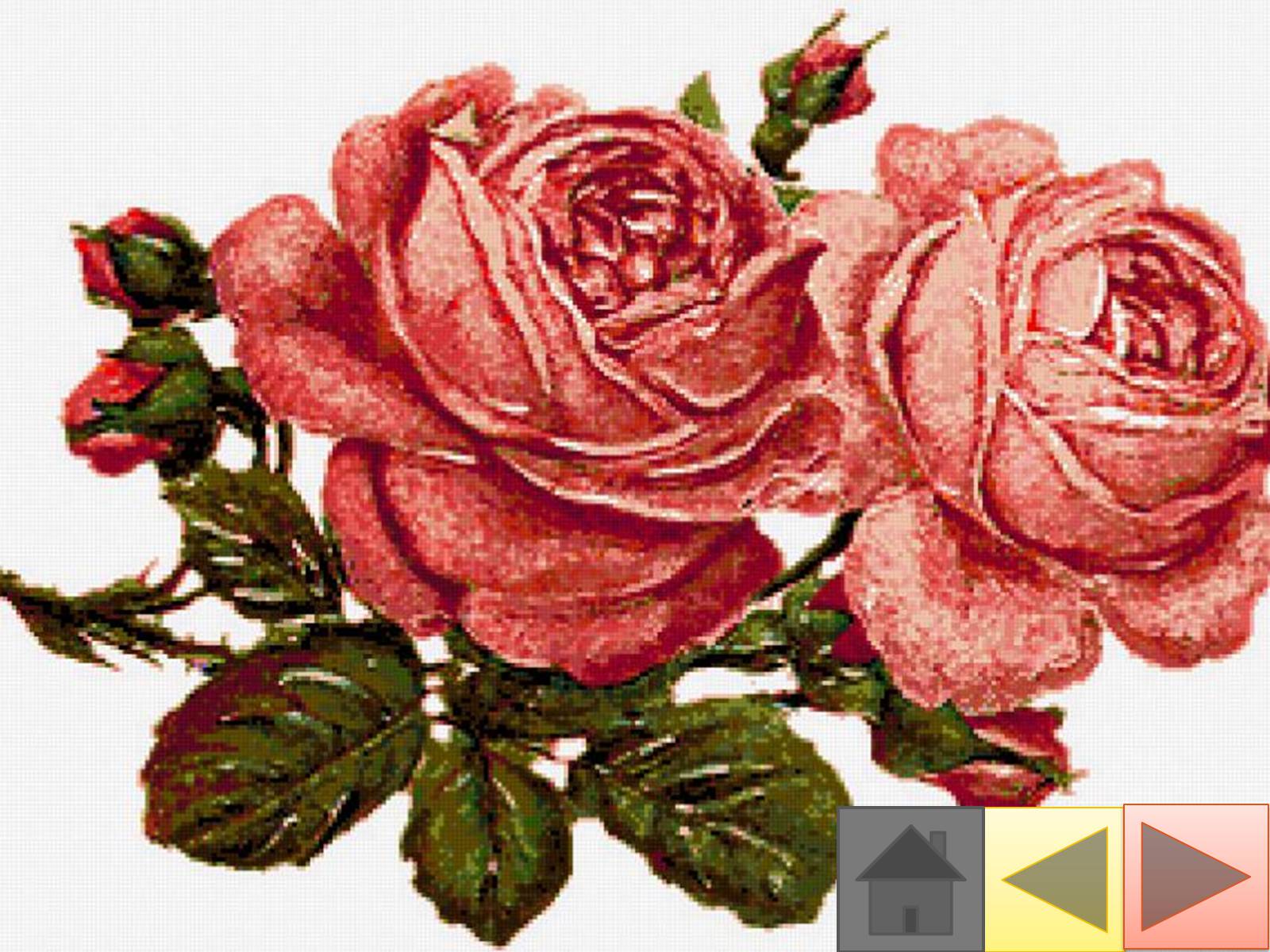 Презентація на тему «Троянди» (варіант 2) - Слайд #22