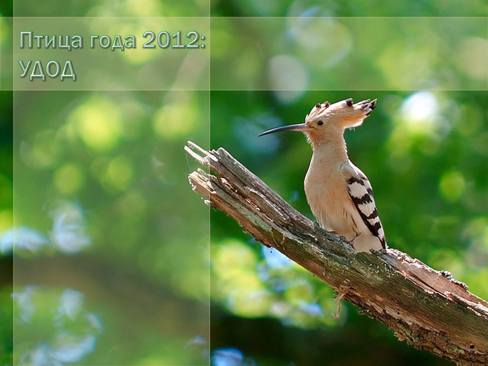 Презентація на тему «Птица года 2012: УДОД» - Слайд #1