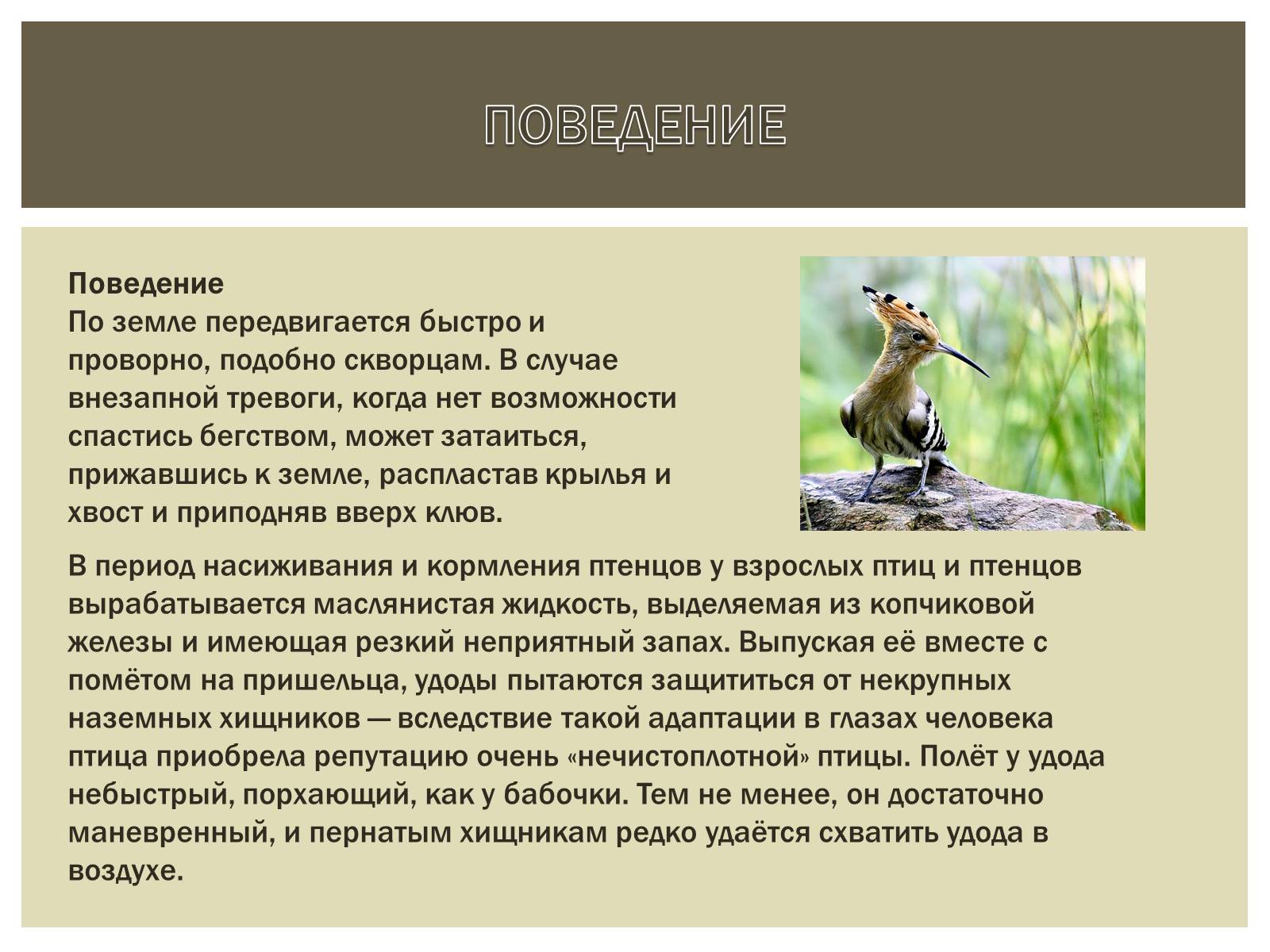 Презентація на тему «Птица года 2012: УДОД» - Слайд #3