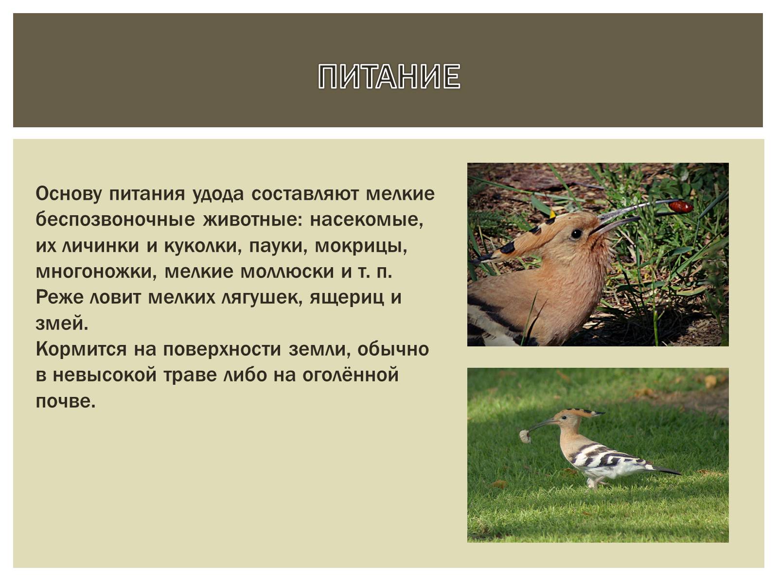 Презентація на тему «Птица года 2012: УДОД» - Слайд #7