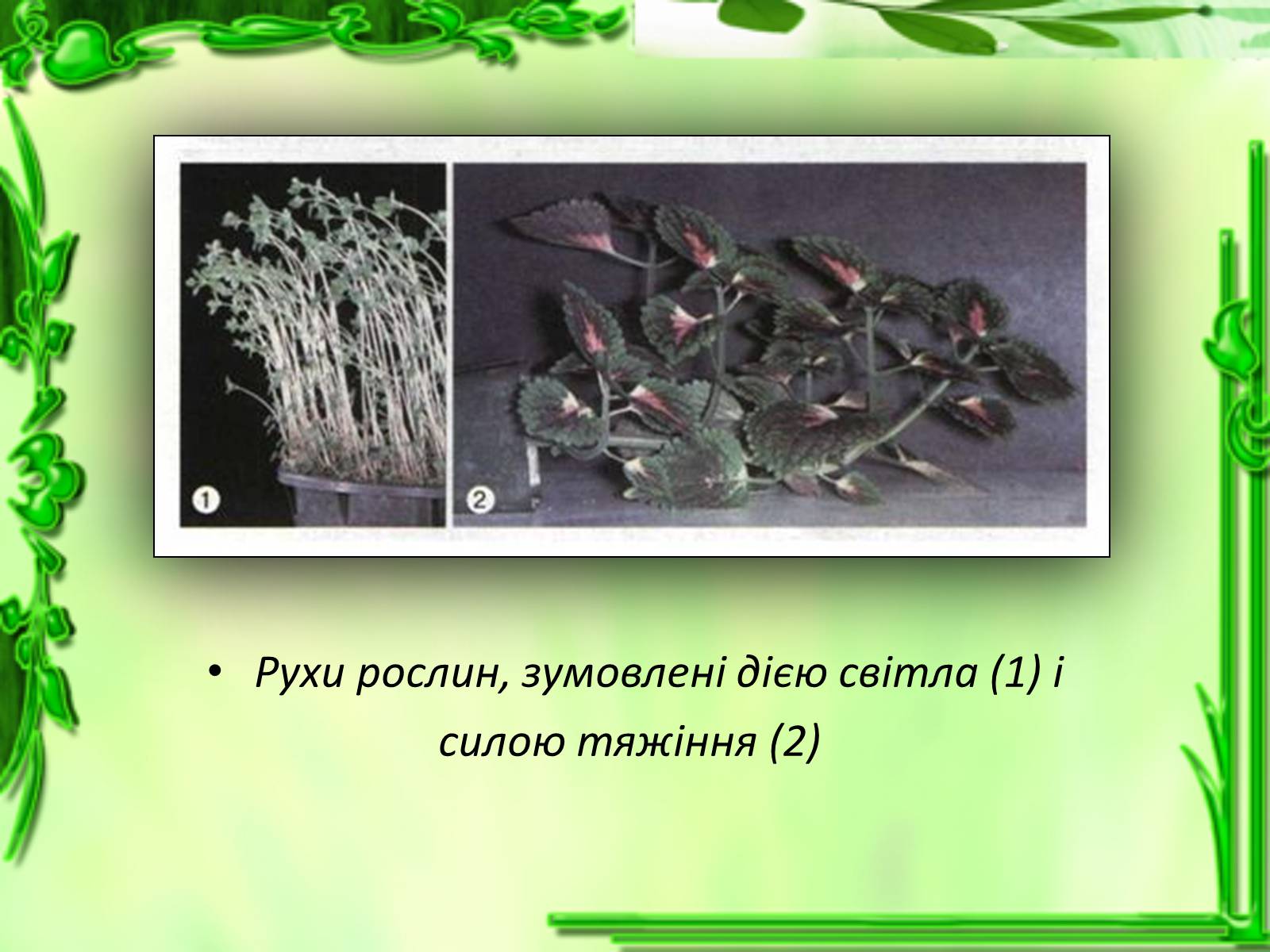 Презентація на тему «Умови для життєдіяльності рослин» - Слайд #16