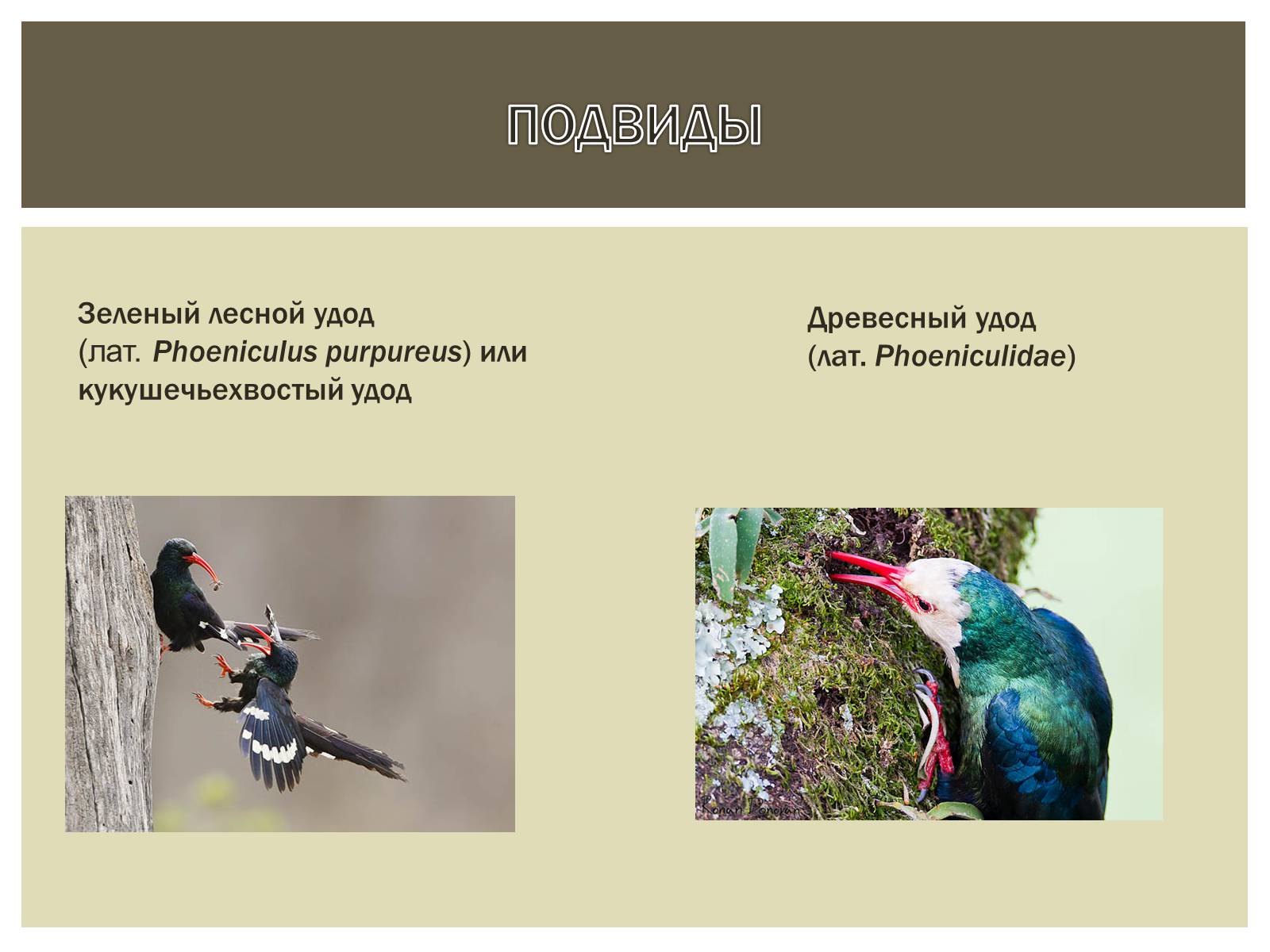 Презентація на тему «Птица года 2012: УДОД» - Слайд #10