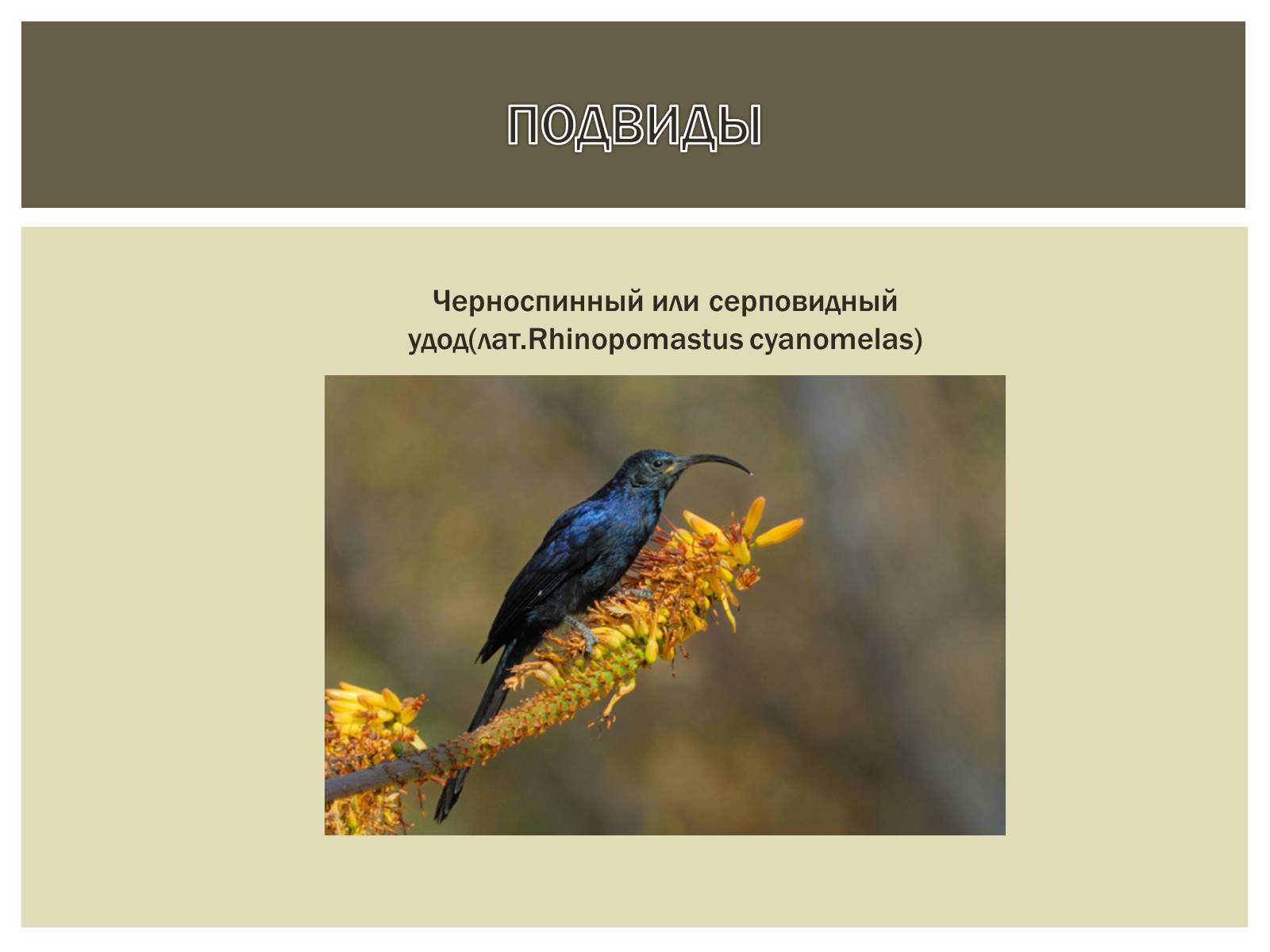 Презентація на тему «Птица года 2012: УДОД» - Слайд #11
