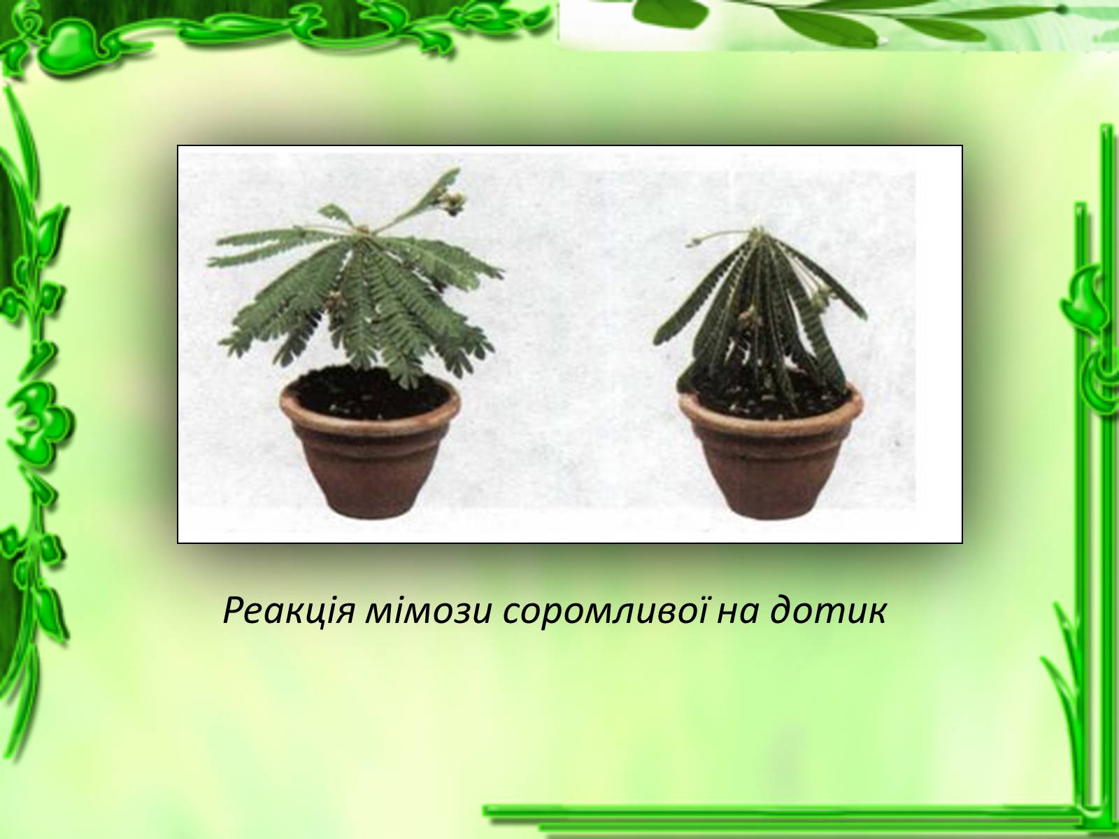 Презентація на тему «Умови для життєдіяльності рослин» - Слайд #22