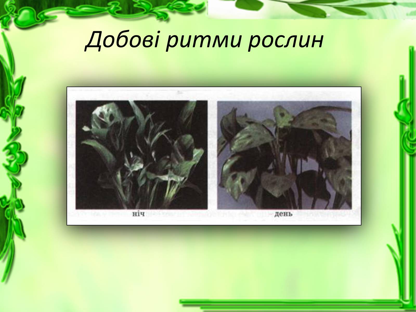 Презентація на тему «Умови для життєдіяльності рослин» - Слайд #26