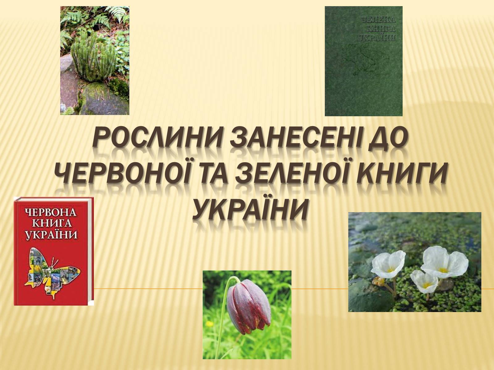 Презентація на тему «Рослини занесені до Червоної та Зеленої книги України» (варіант 1) - Слайд #1