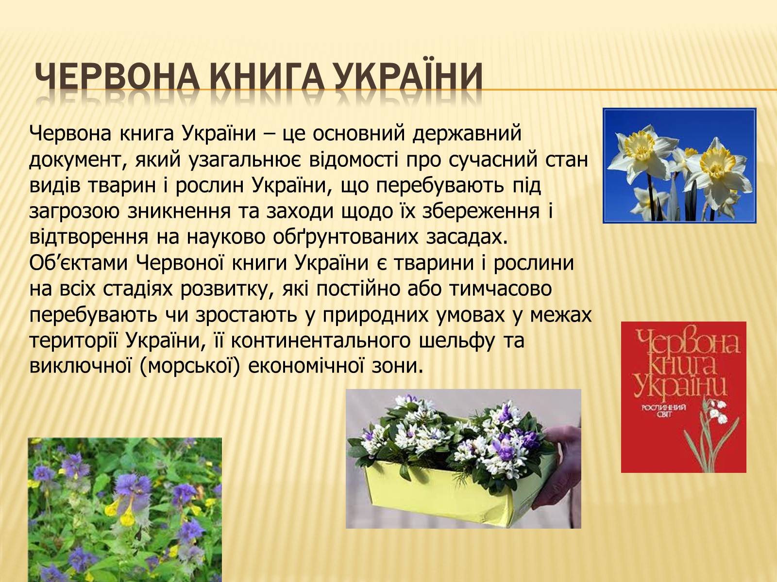 Презентація на тему «Рослини занесені до Червоної та Зеленої книги України» (варіант 1) - Слайд #2