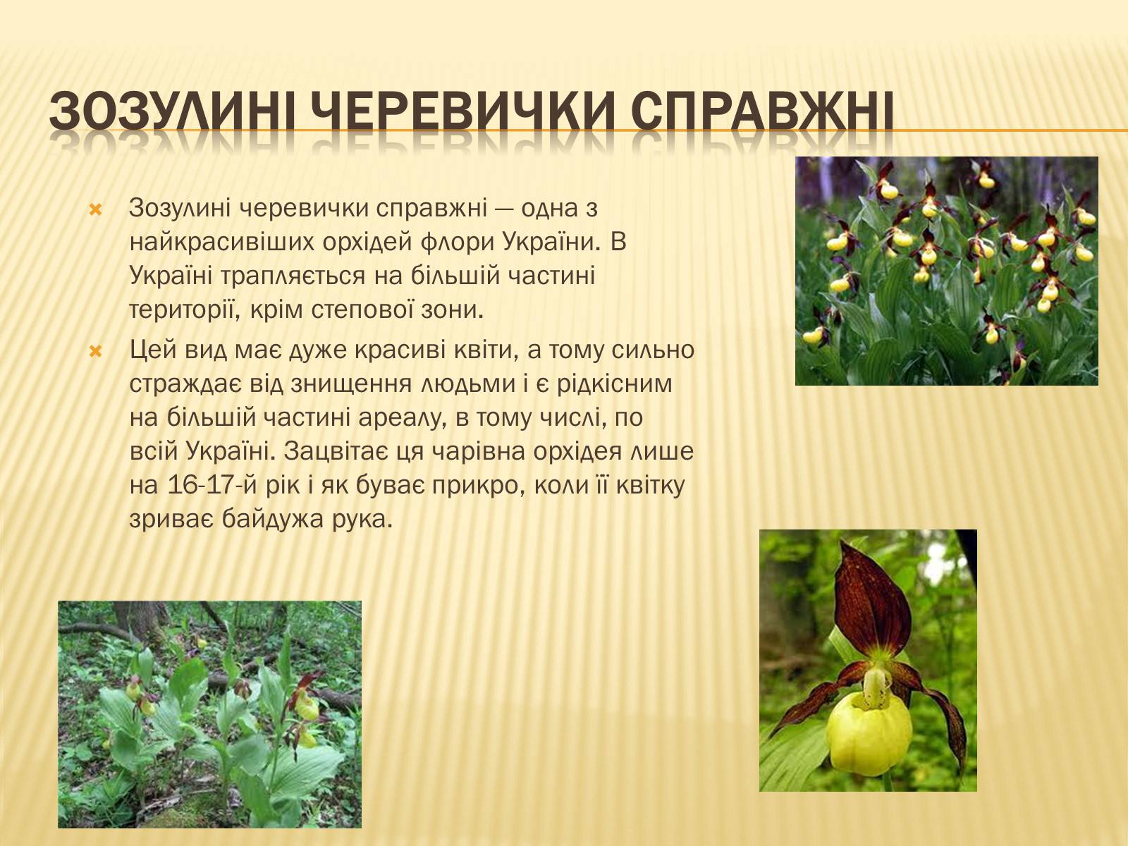 Презентація на тему «Рослини занесені до Червоної та Зеленої книги України» (варіант 1) - Слайд #3
