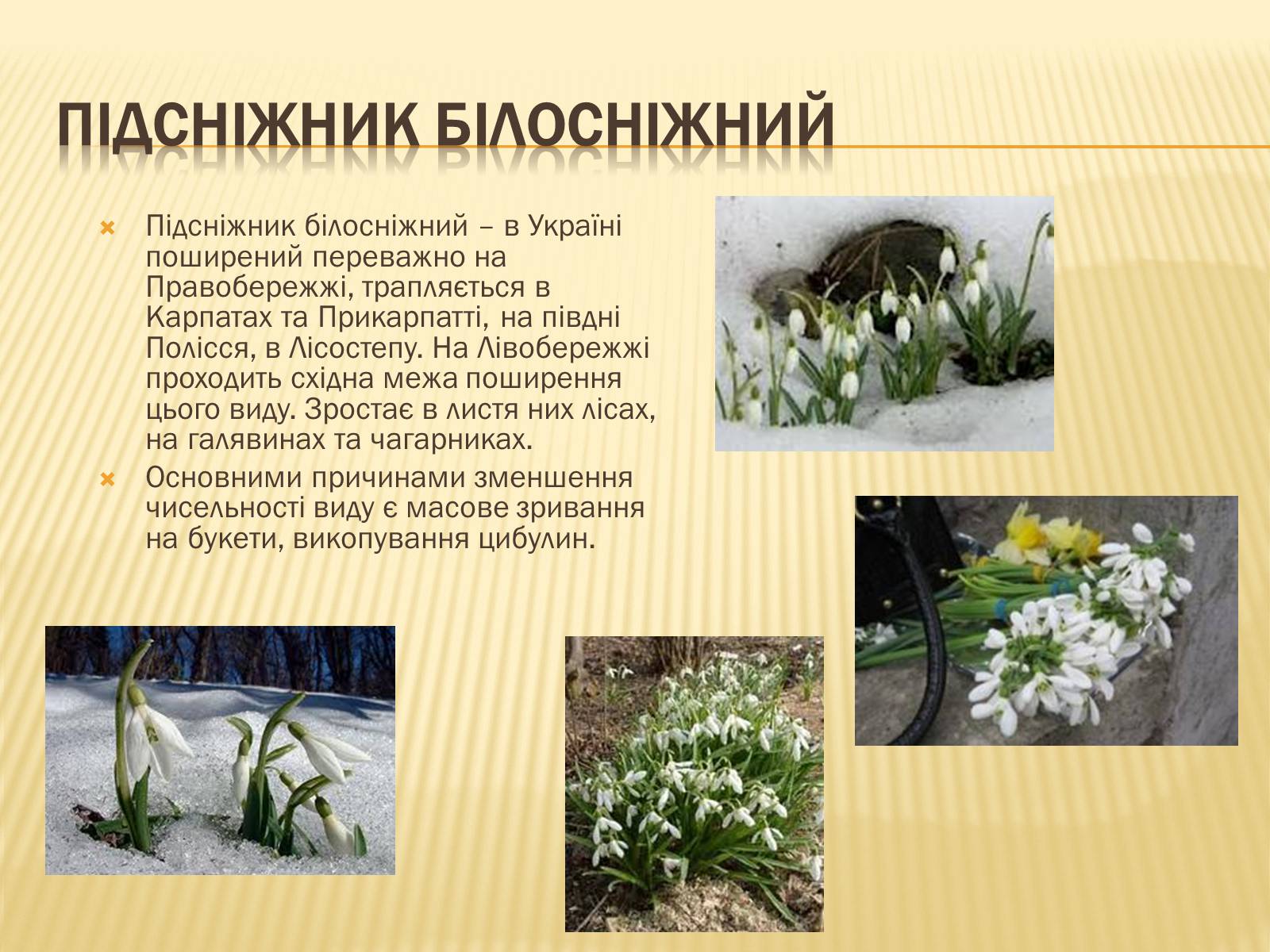 Презентація на тему «Рослини занесені до Червоної та Зеленої книги України» (варіант 1) - Слайд #5