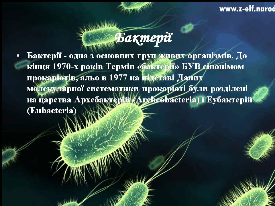 Презентація на тему «Бактерії» (варіант 4) - Слайд #2