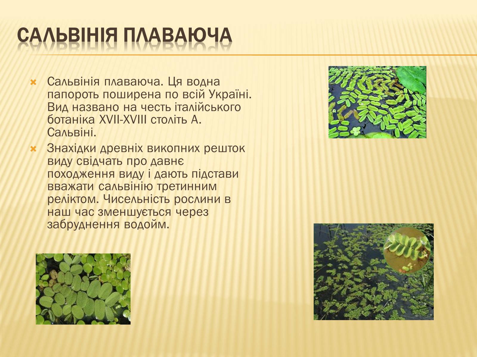 Презентація на тему «Рослини занесені до Червоної та Зеленої книги України» (варіант 1) - Слайд #6