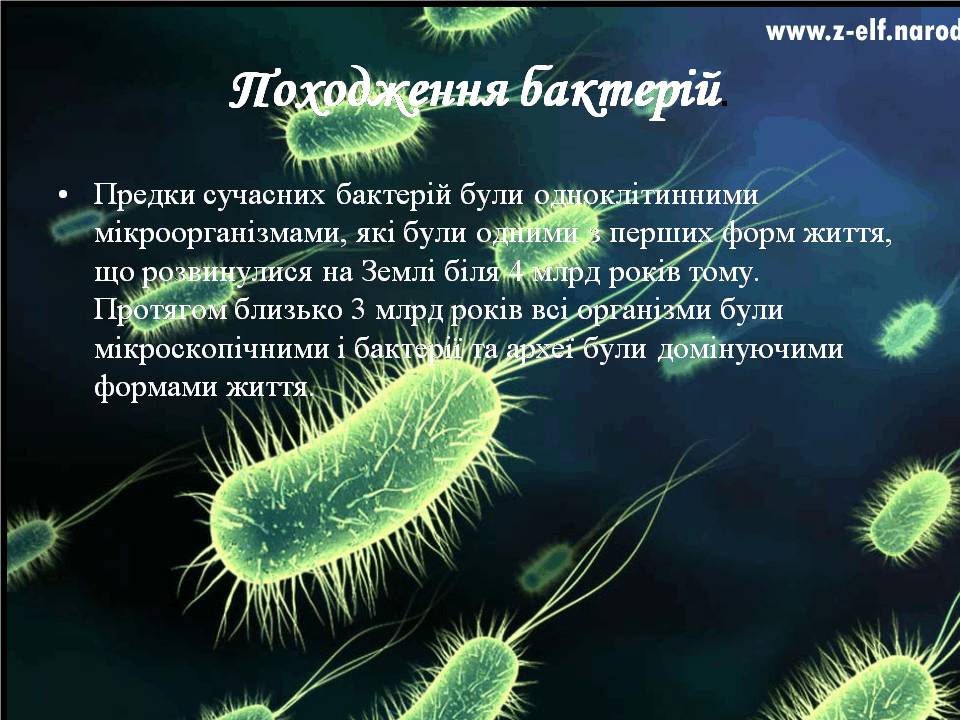 Презентація на тему «Бактерії» (варіант 4) - Слайд #3