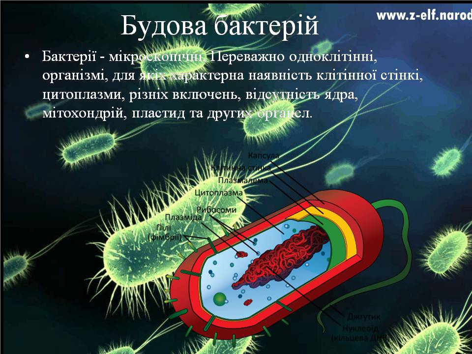 Презентація на тему «Бактерії» (варіант 4) - Слайд #4