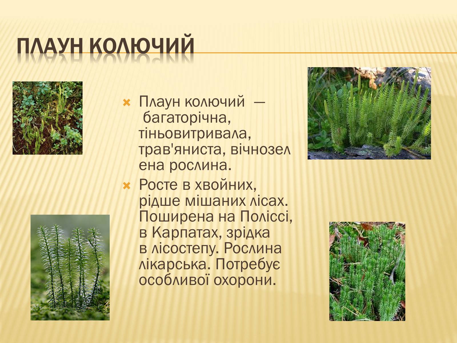 Презентація на тему «Рослини занесені до Червоної та Зеленої книги України» (варіант 1) - Слайд #8