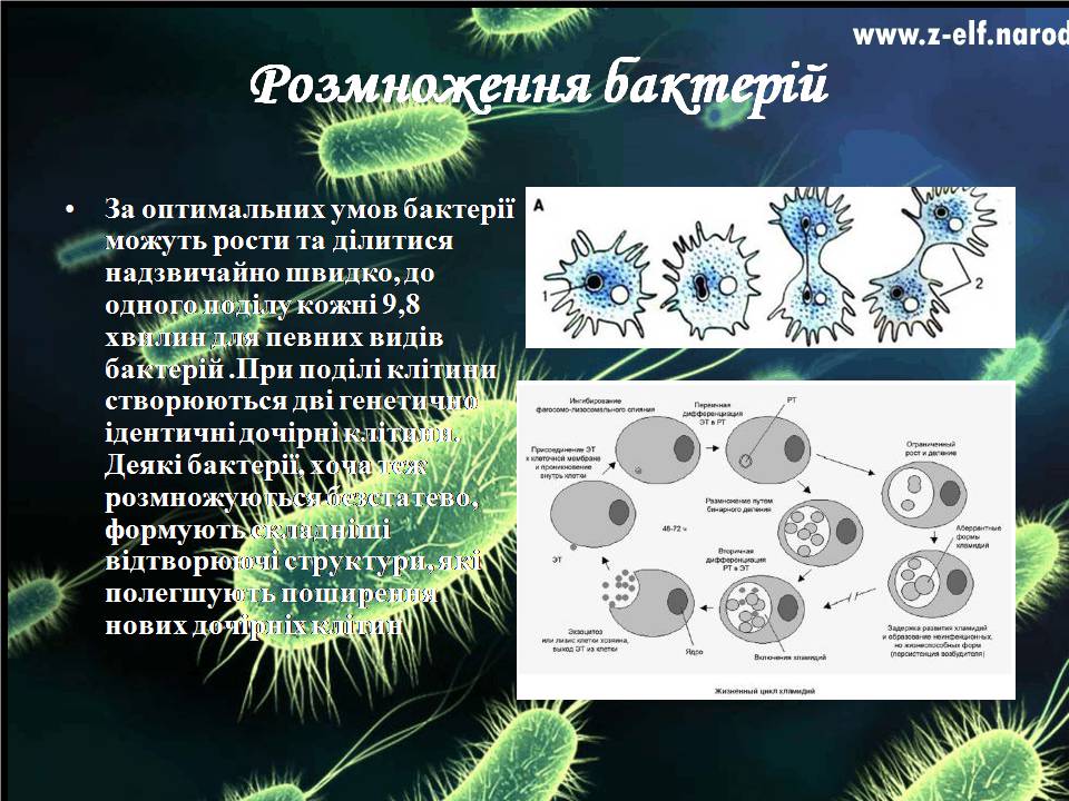 Презентація на тему «Бактерії» (варіант 4) - Слайд #5