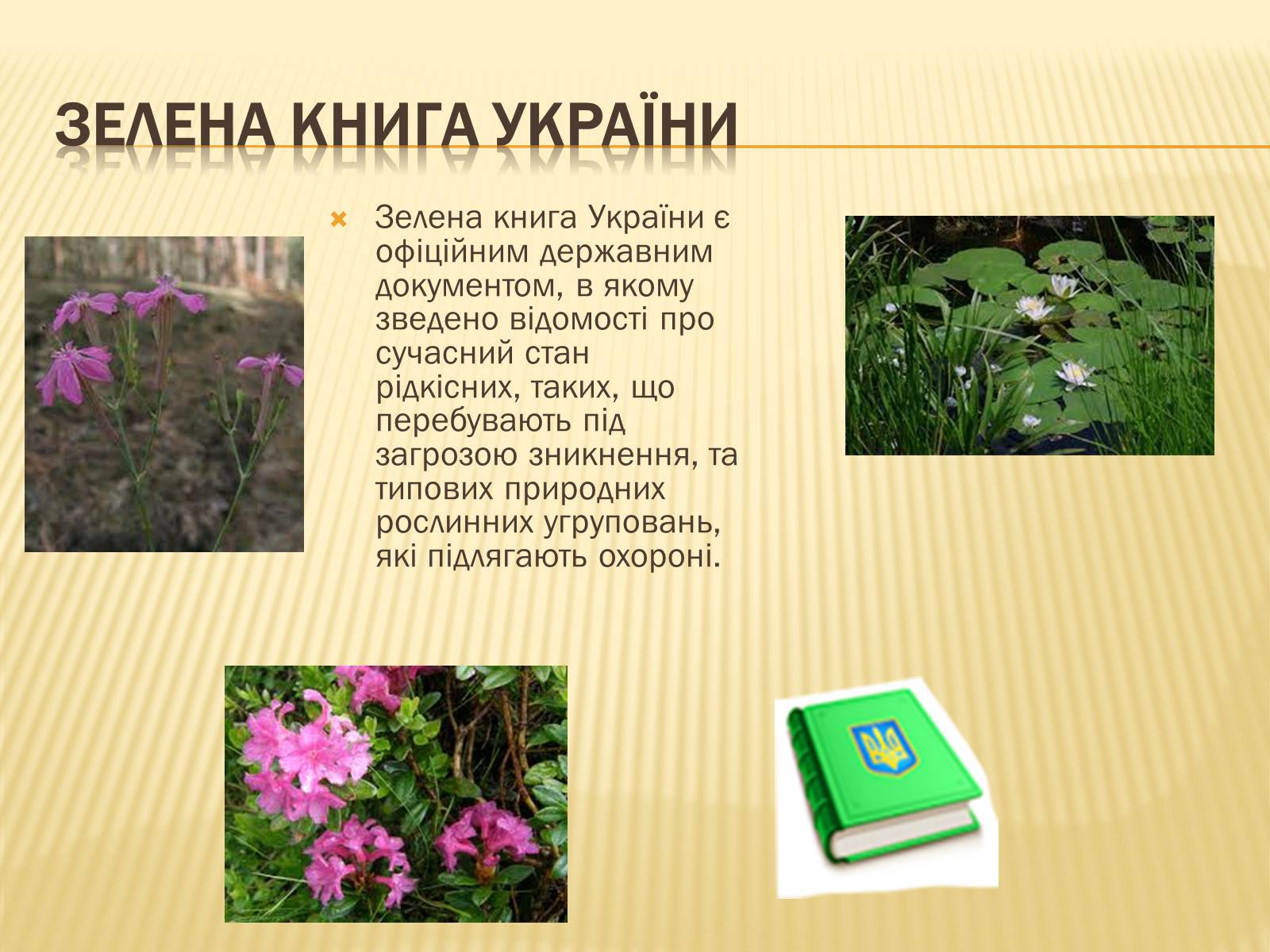 Презентація на тему «Рослини занесені до Червоної та Зеленої книги України» (варіант 1) - Слайд #9