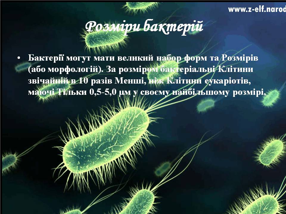 Презентація на тему «Бактерії» (варіант 4) - Слайд #6