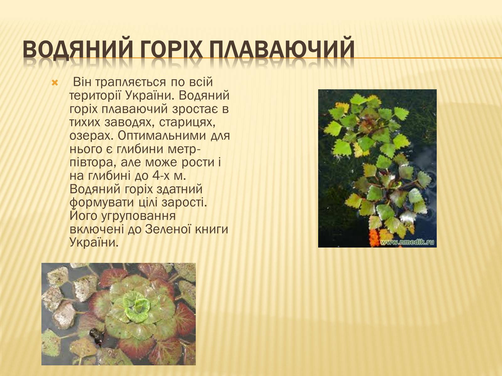 Презентація на тему «Рослини занесені до Червоної та Зеленої книги України» (варіант 1) - Слайд #10