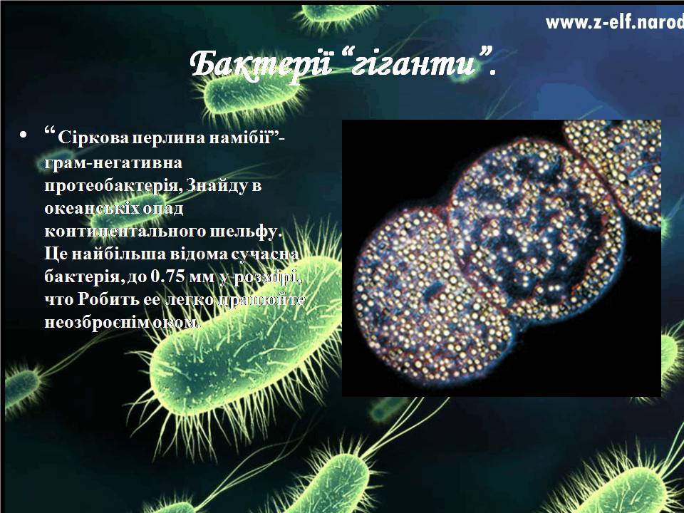 Презентація на тему «Бактерії» (варіант 4) - Слайд #7