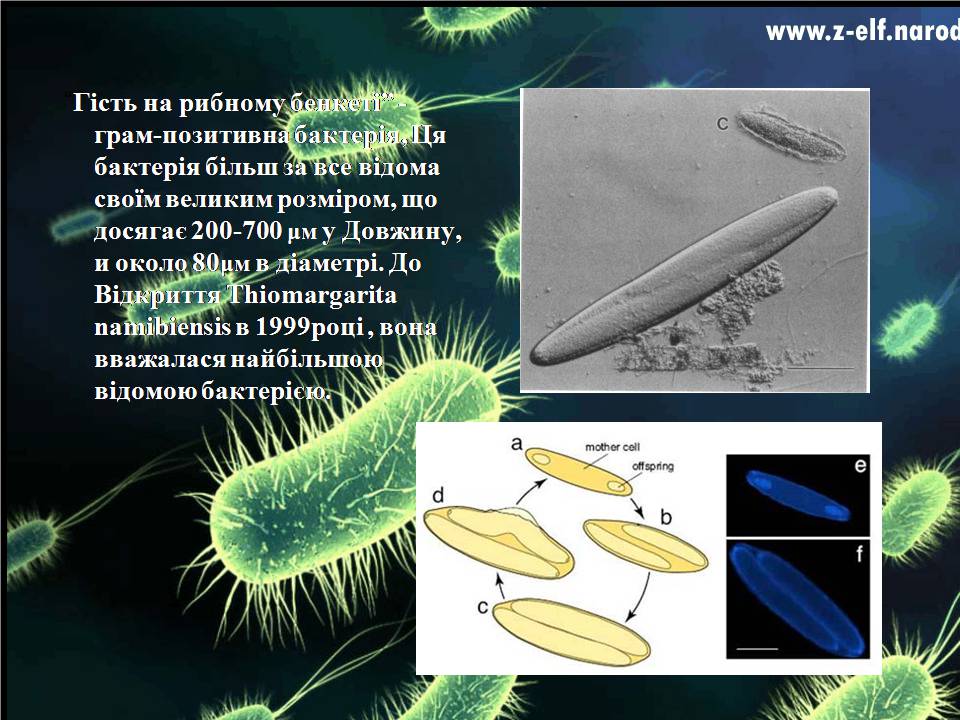 Презентація на тему «Бактерії» (варіант 4) - Слайд #8