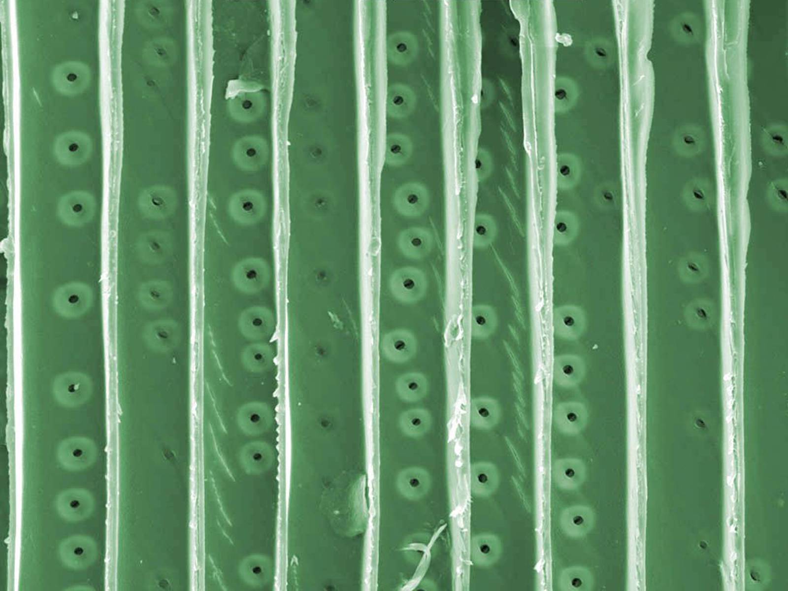 Сильно вытянутые клетки. Трахеиды ткани растений. Ксилема микрофотография. Трахеиды сосны под микроскопом. Трахеиды растений под микроскопом.