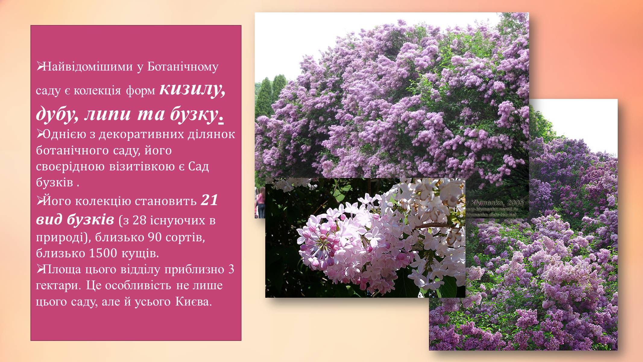 Презентація на тему «Національний ботанічний сад ім. М. Гришка» - Слайд #7