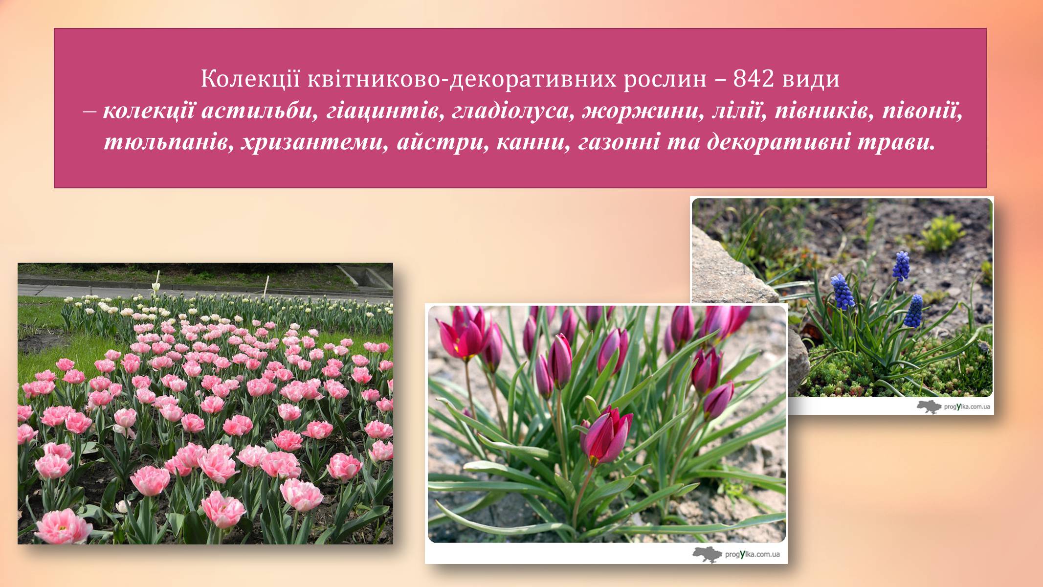 Презентація на тему «Національний ботанічний сад ім. М. Гришка» - Слайд #11