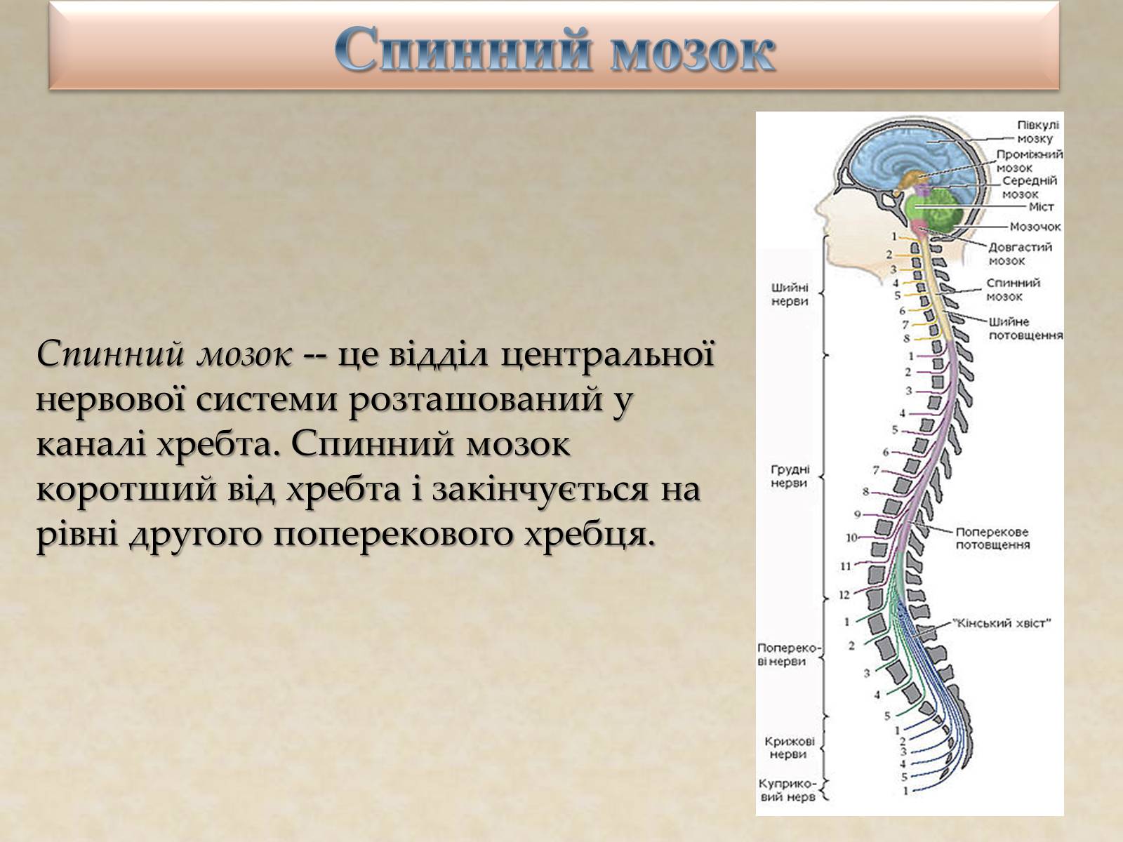 Презентація на тему «Спинний мозок» (варіант 2) - Слайд #2