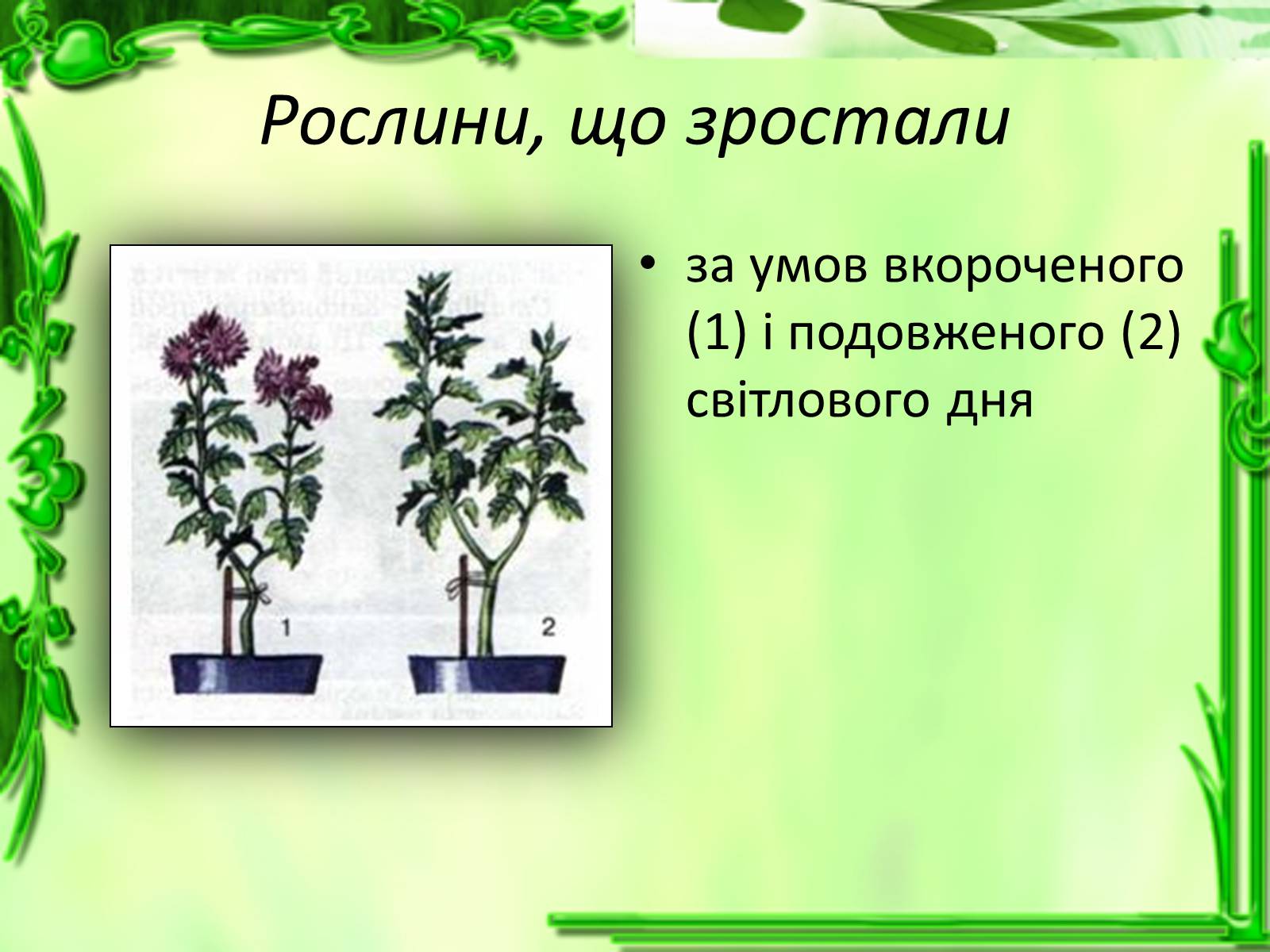 Презентація на тему «Ріст і розвиток рослин» - Слайд #13