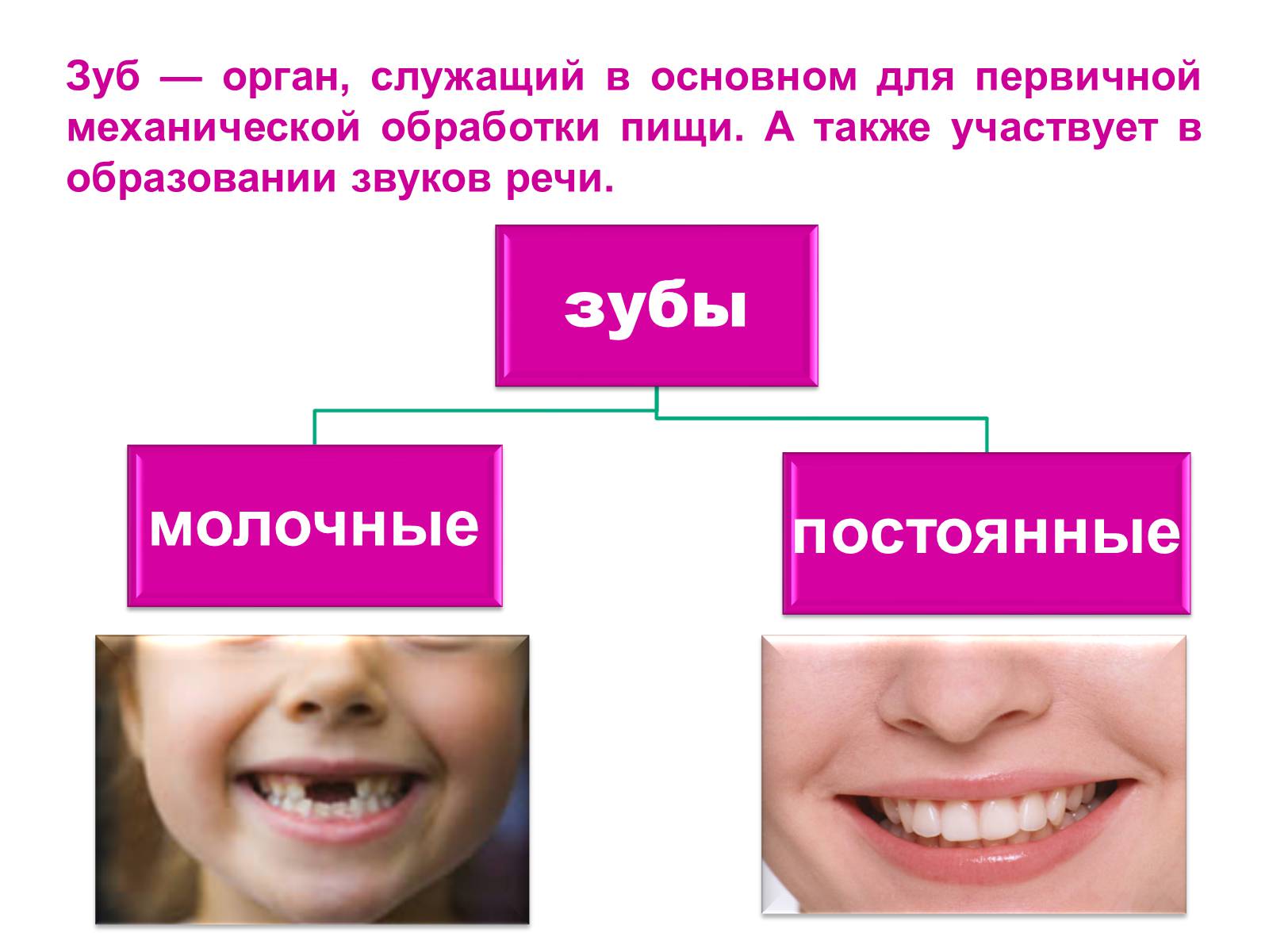 Презентація на тему «Зуби» (варіант 4) - Слайд #4