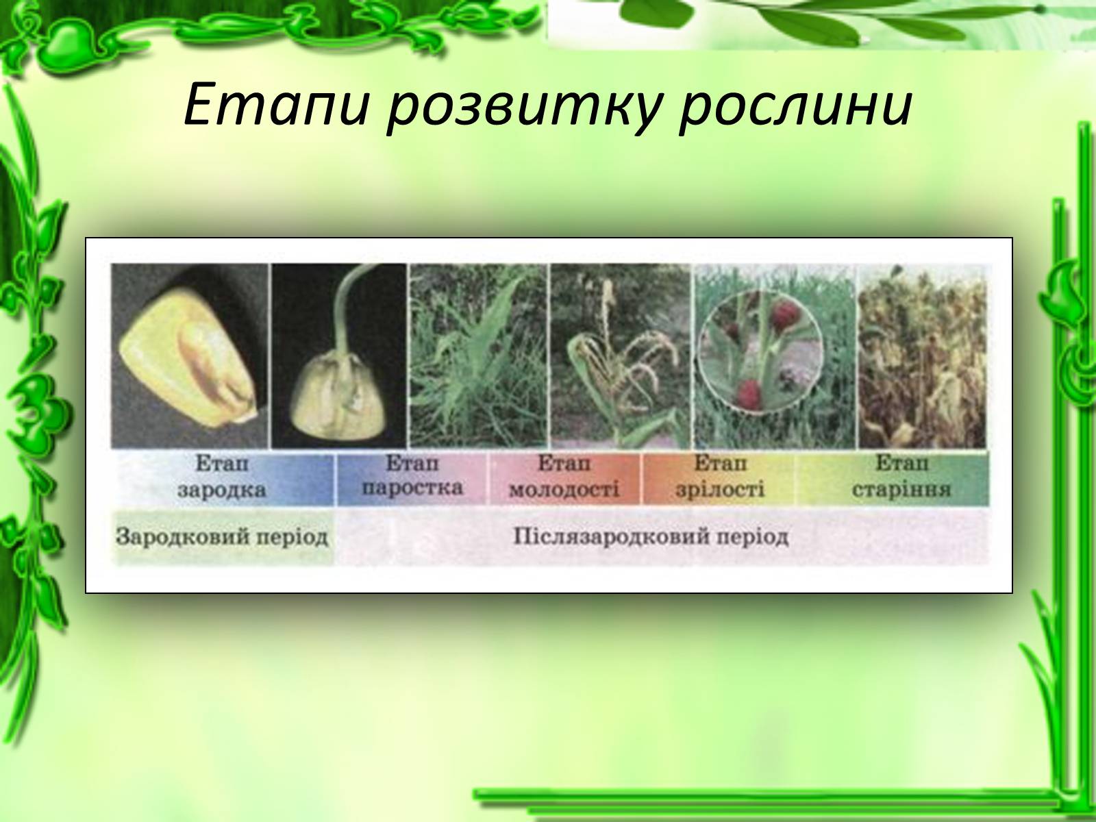 Презентація на тему «Ріст і розвиток рослин» - Слайд #16