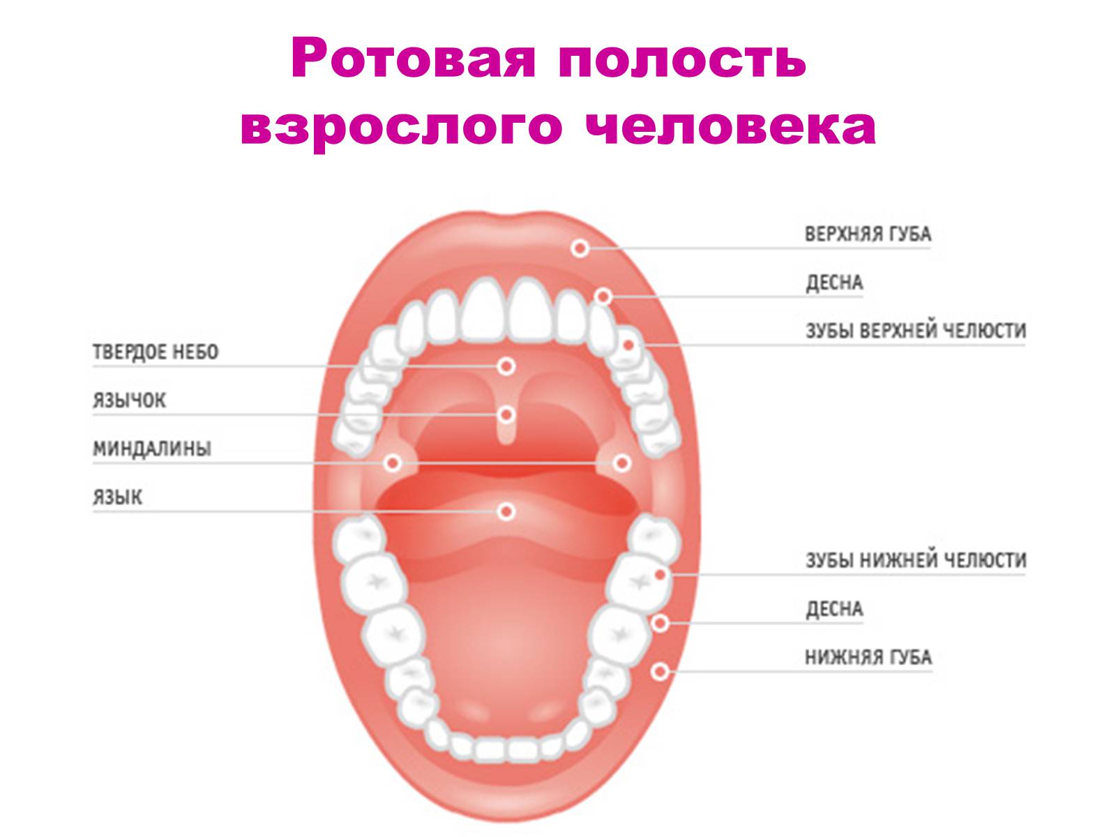 Анатомия ротовой полости язык неба Десна зубы