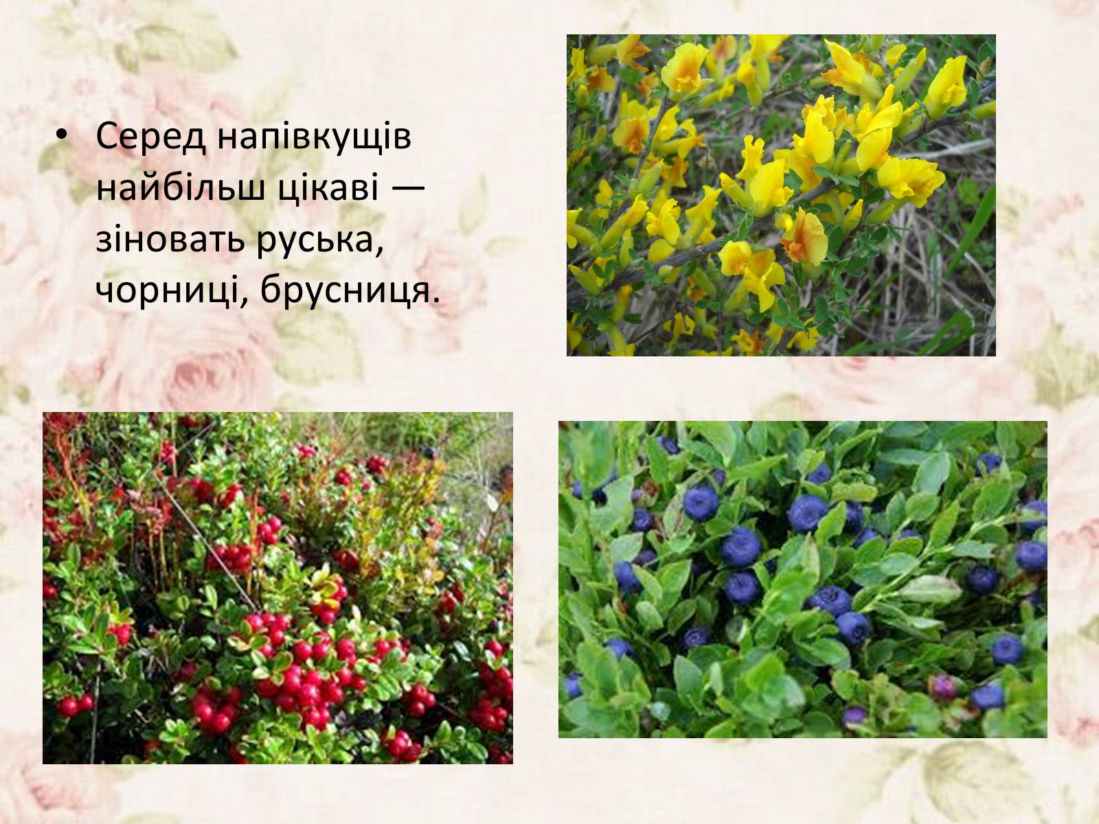 Презентація на тему «Дари Українського Полісся» - Слайд #8