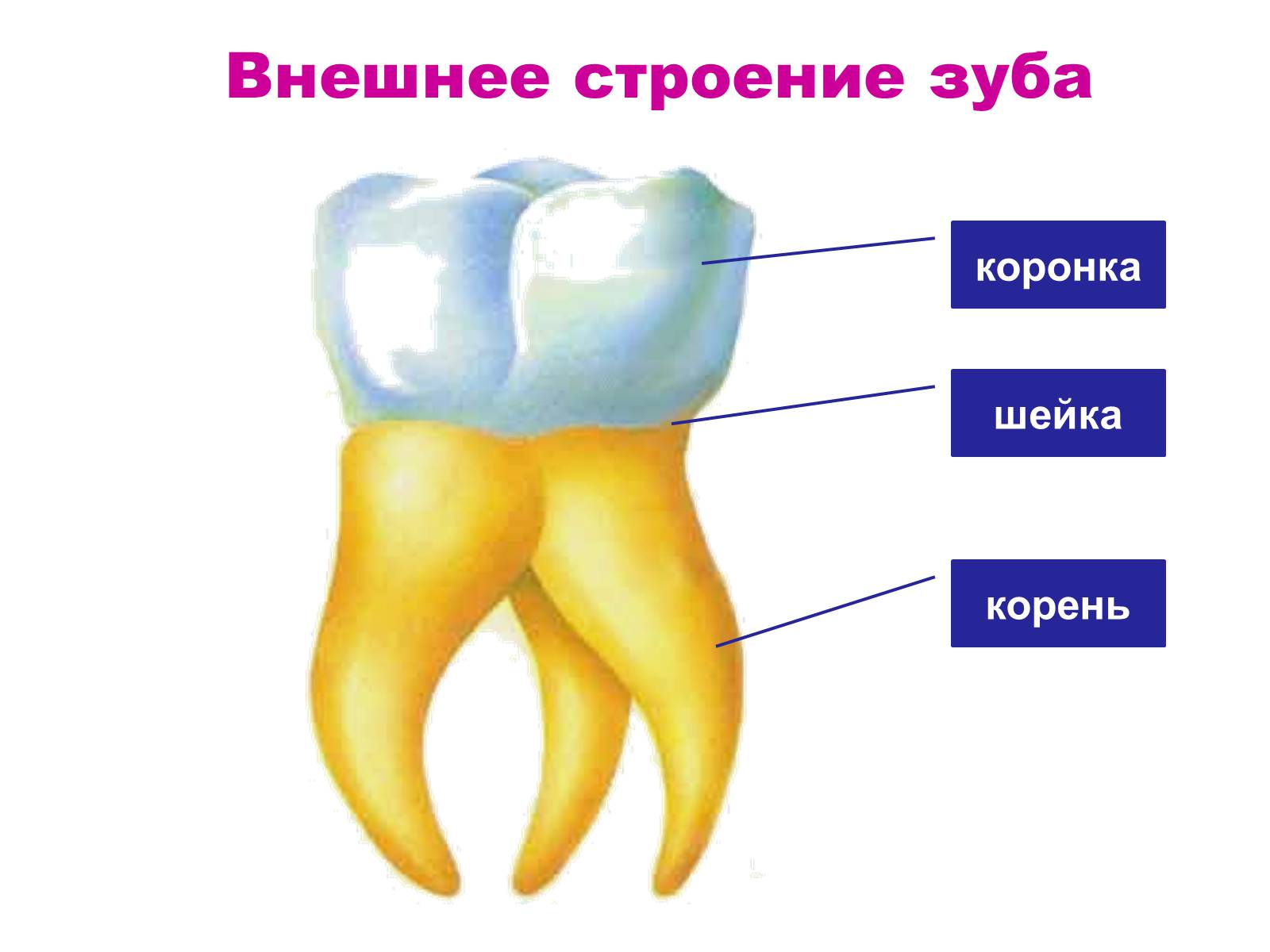Строение коренного зуба
