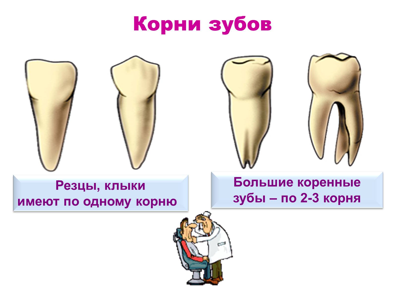2 корня в зубе. Коренные зубы, резцы, резцы клыки. Строение молочного зуба резца. Большой корень коренного зуба.