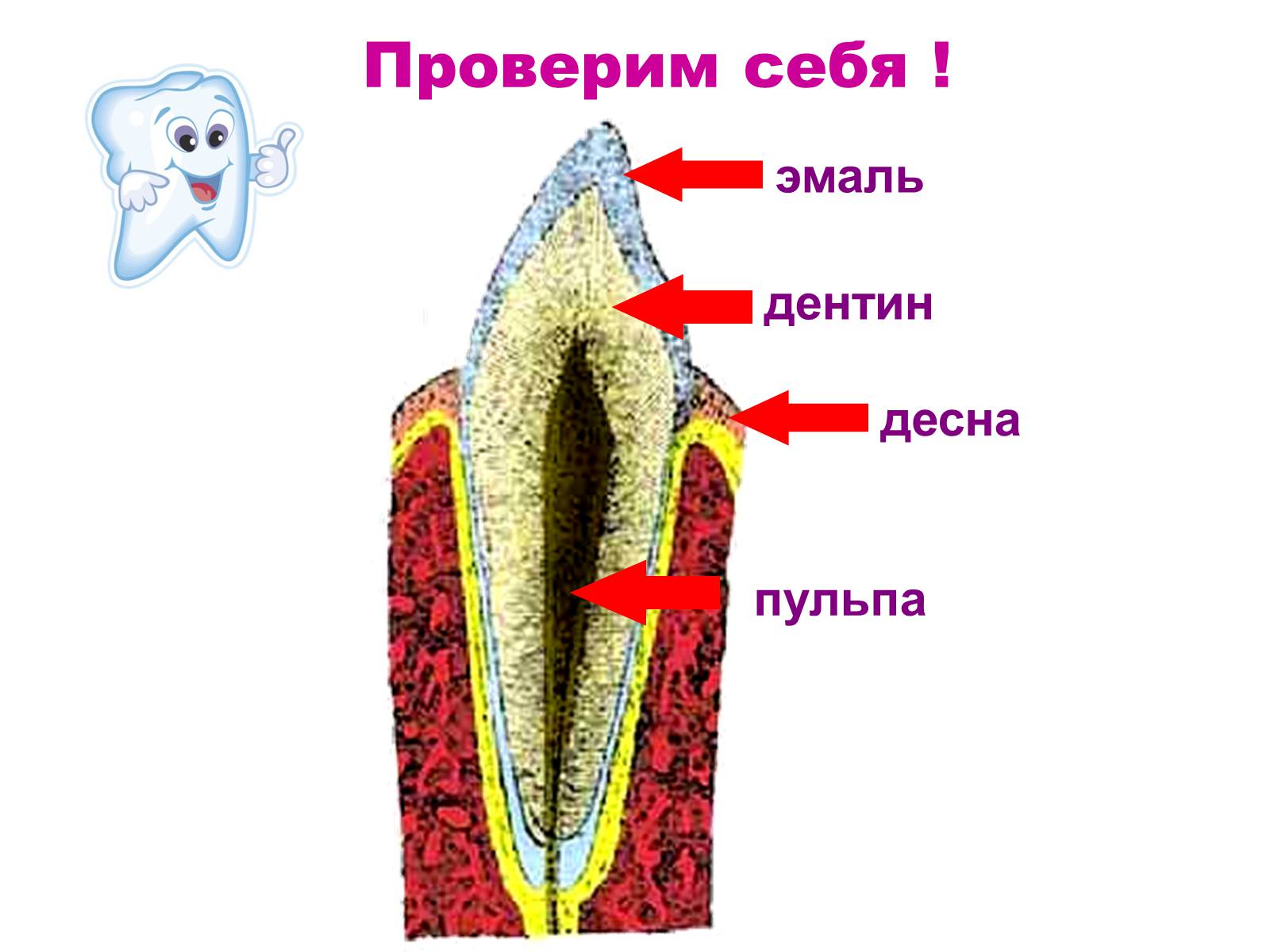 Презентація на тему «Зуби» (варіант 4) - Слайд #13