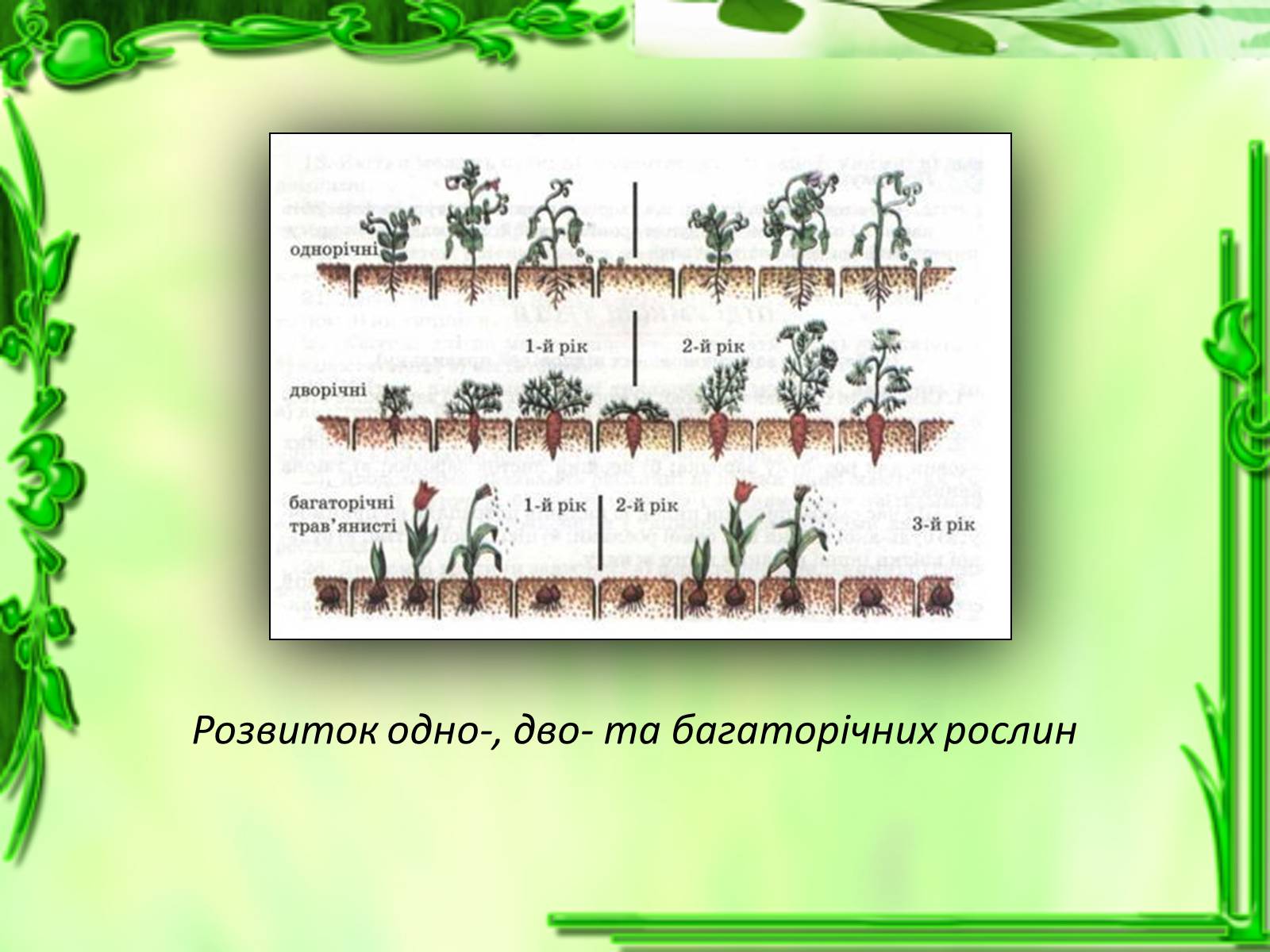 Презентація на тему «Ріст і розвиток рослин» - Слайд #23